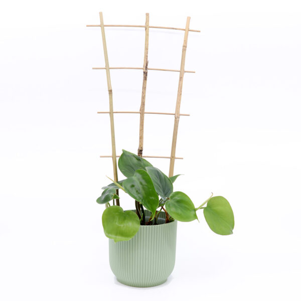 PHILODENDRON SCANDENS + Aroid mix - Image 5