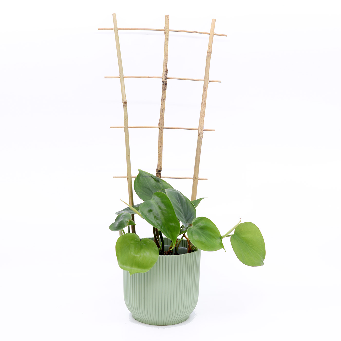PHILODENDRON SCANDENS + Aroid mix - Image 5