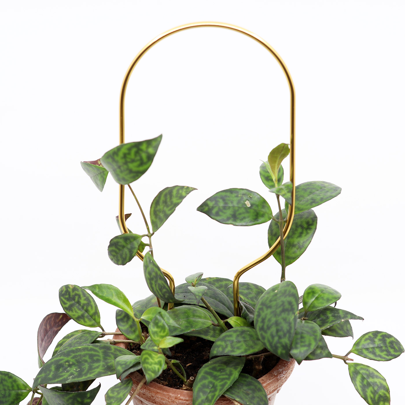 Taimetugi Hoop - Image 2