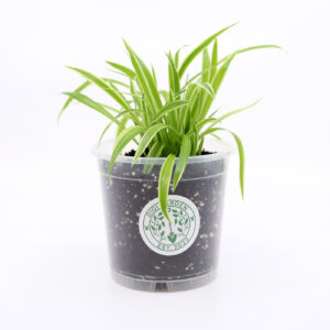 Triibuline lesklehaline + õhurikas kasvusubstraat