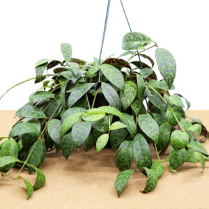 AESCHYNANTHUS ampelis