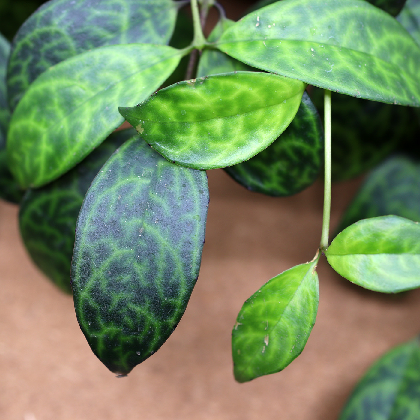 AESCHYNANTHUS ampelis - Image 2