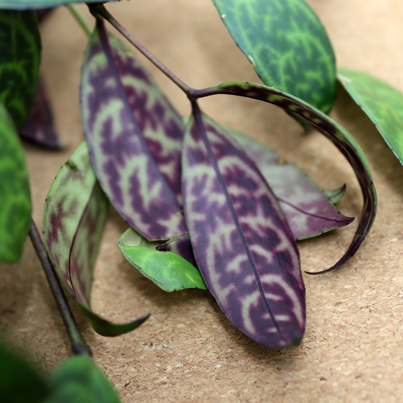 AESCHYNANTHUS ampelis - Image 3