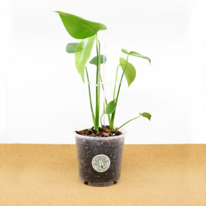 MONSTERA taimetoe ja Monstera Mix substraadiga (15 cm)