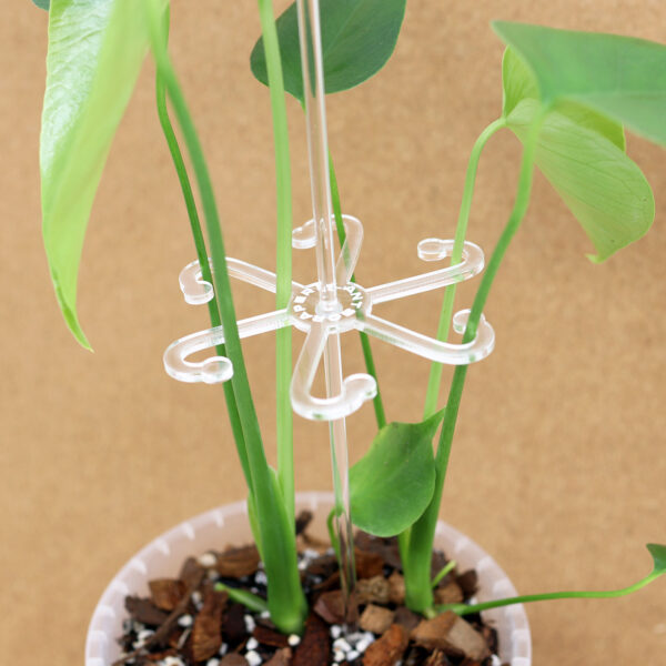 MONSTERA taimetoe ja Monstera Mix substraadiga (15 cm) - Image 2