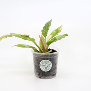 PHILODENDRON 'Ring of Fire' + Aroid mix