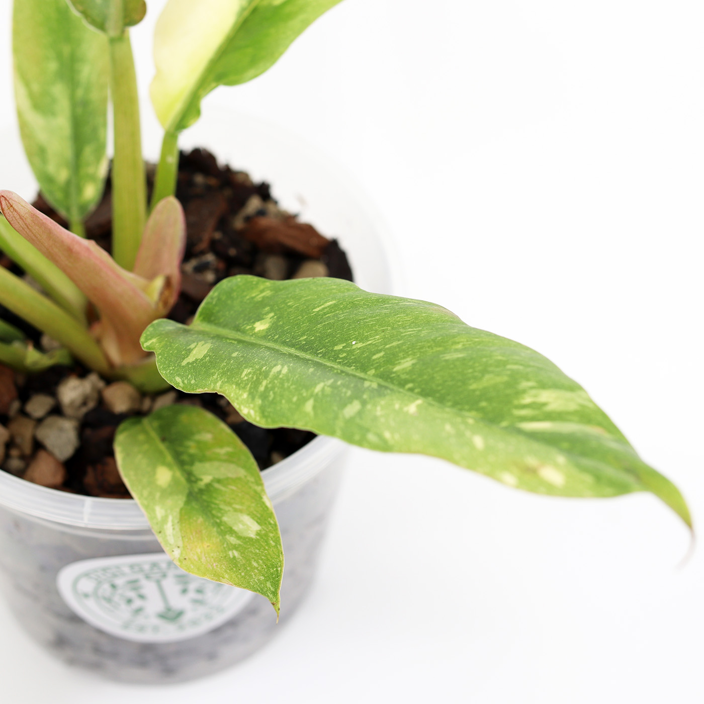 PHILODENDRON 'Ring of Fire' + Aroid mix - Image 2