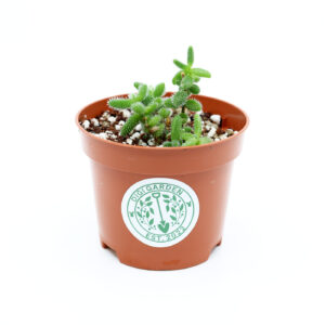 VÄIKE PIIGIK + Kaktuse ja sukulendi kasvusubstraat