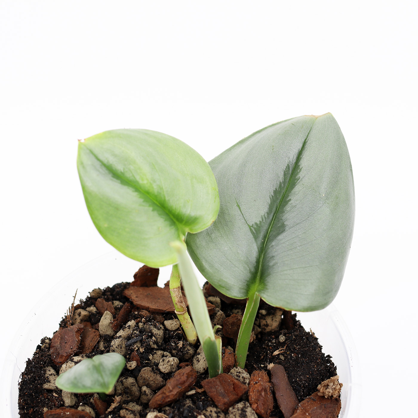 SCINDAPSUS PICTUS 'Moonlight' + Aroid mix - Image 2
