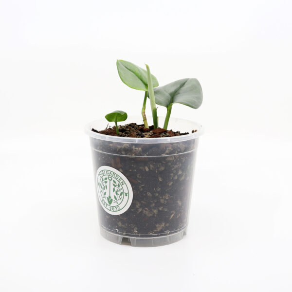SCINDAPSUS PICTUS 'Moonlight' + Aroid mix
