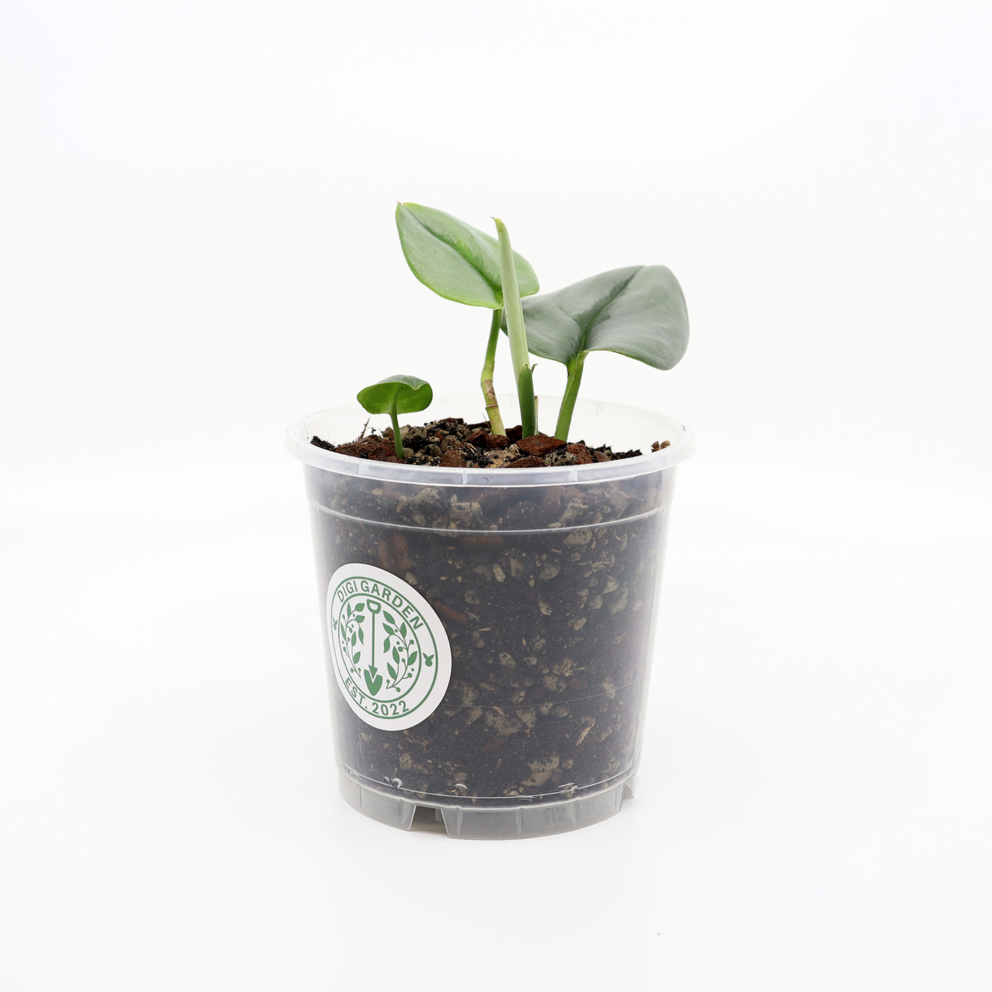 SCINDAPSUS PICTUS 'Moonlight' + Aroid mix