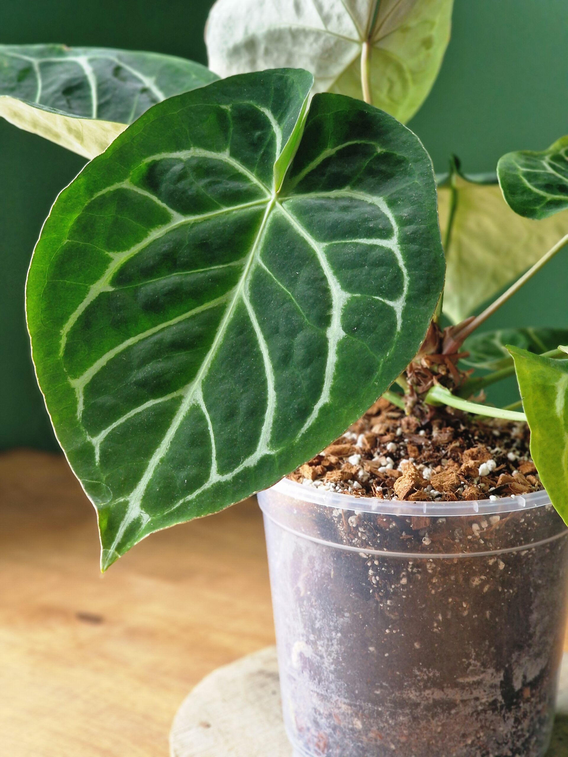 UUENDUS! Anthurium mix by DigiGarden - Image 3