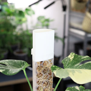 Tilguti samba tugile