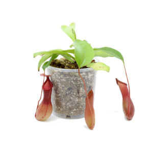 KANNUTAIM + liigipõhine kasvusubstraat