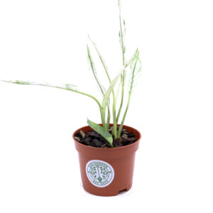 LÄIKKJAS RAHULILL Spathiphyllum Wallisii Variegata 'Jessica'