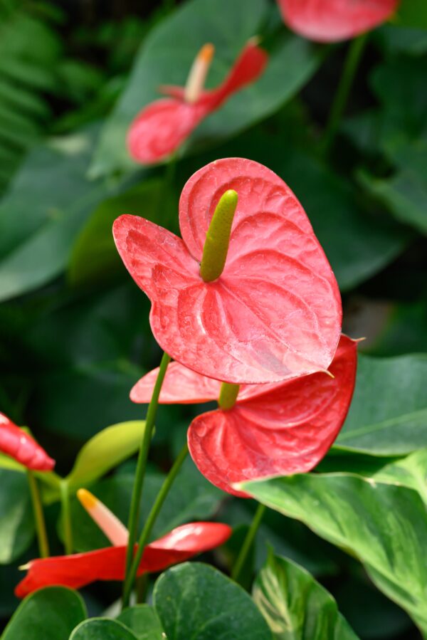 UUENDUS! Anthurium mix by DigiGarden - Image 7