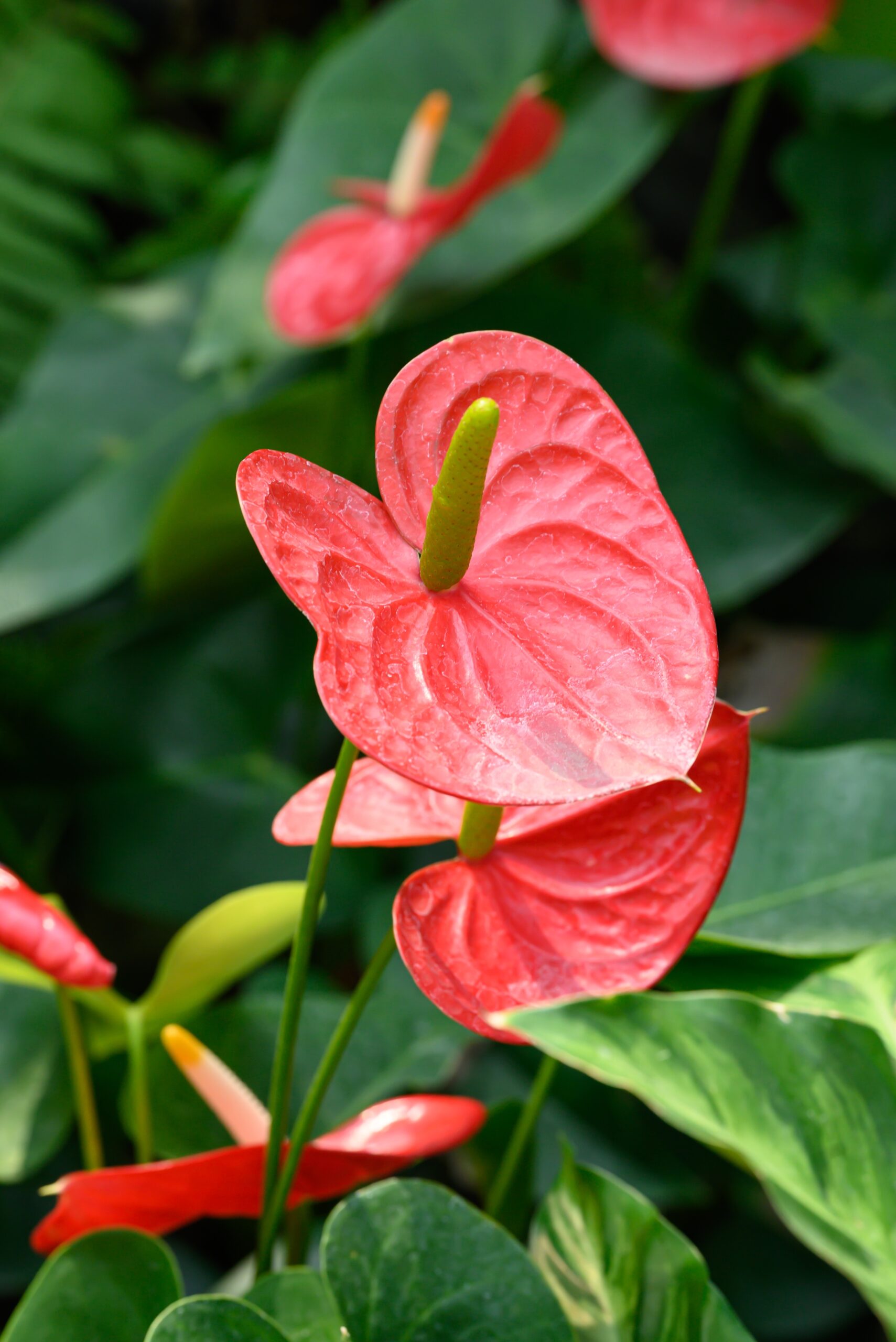 UUENDUS! Anthurium mix by DigiGarden - Image 7