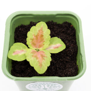 BEEBI VÄRDNÕGES 'Wizard Coral Sunrise'