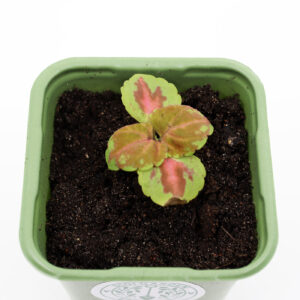 BEEBI VÄRDNÕGES 'Superfine Rainbow Festive Dance'