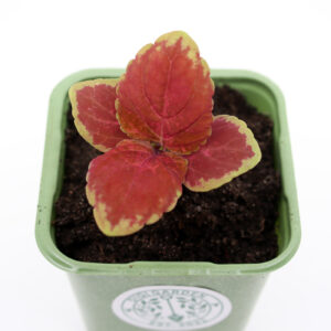 BEEBI VÄRDNÕGES 'Superfine Rainbow Volcano'