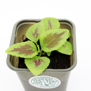 BEEBI VÄRDNÕGES 'Masterblend Rainbow'